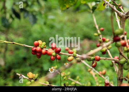 Bacche di caffè nella piantagione di caffè di Giava Occidentale Indonesia, fermentazione di Kopi Luwak Foto Stock