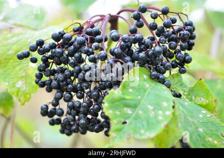 Mazzo di elderberries con frutti di bosco maturi Foto Stock