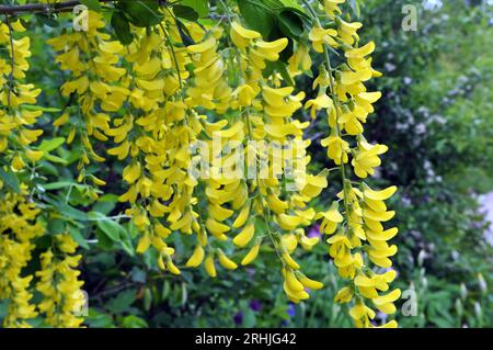 In primavera cresce e fiorisce il cespuglio giallo acacia (Caragana arborescens) Foto Stock