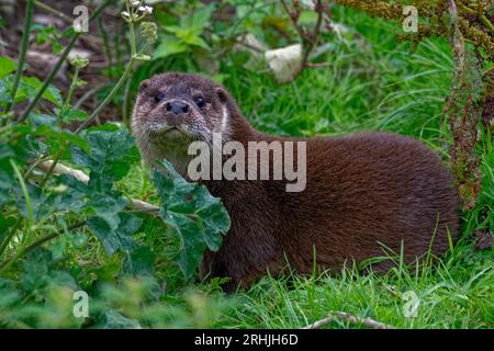 Lontra eurasiatica (Lutra lutra) maschio giovanile in cerca di vegetazione. Foto Stock