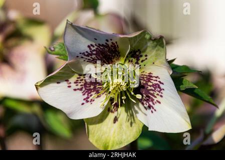 Un elleboro (Helleborus) con macchie rosse sui suoi petali bianchi Foto Stock