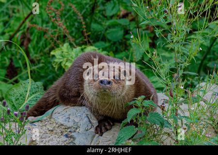 Lontra eurasiatica (Lutra lutra) adulto maschio "reale" che riposa sulla roccia. Foto Stock