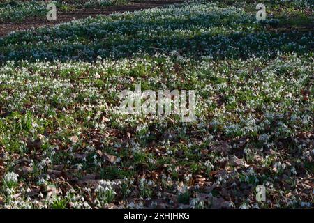 Le nevicate comuni (Galanthus nivalis) coprono il terreno Foto Stock