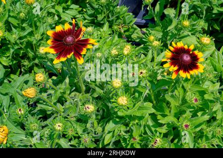 Dal rosso intenso al marrone con punte gialle sui petali di una Gaillardia conosciuta come un fiore di coperta che inizia a fiorire con molte gemme e verde Foto Stock