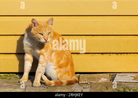 gatto senzatetto sullo sfondo del muro. street cat. animale abbandonato Foto Stock