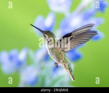 Colibrì in volo su sfondo verde e viola, femmina o maschio immaturo Foto Stock