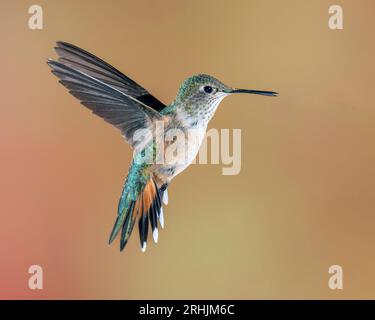 Colibrì a coda larga femmina o maschio immaturo in volo, piume di coda svasate Foto Stock