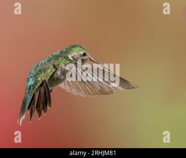 Colibrì dalla coda larga maschio in volo con piume a coda svasata Foto Stock