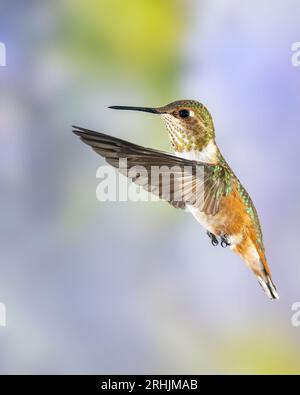 Immaturo maschio Rufous Hummingbird in volo Foto Stock