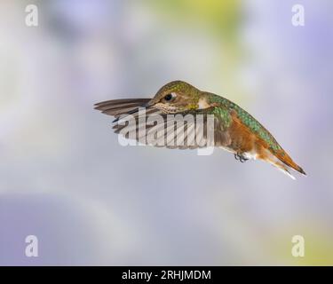 Immaturo maschio Rufous Hummingbird in volo Foto Stock