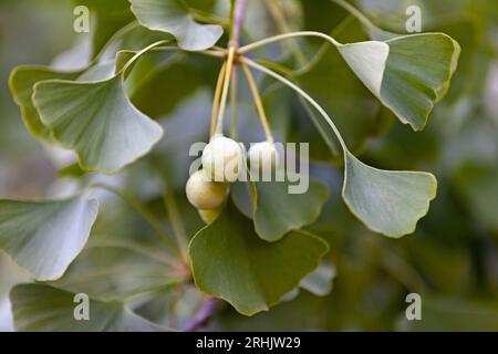 Il Ginkgo biloba, comunemente noto come ginkgo o gingko, noto anche come albero di maidenhair, è l'unica specie vivente nella divisione Ginkgophyta, tutti insieme Foto Stock