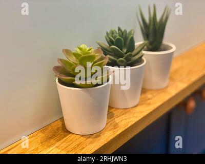 Piante su una mensola di legno Foto Stock