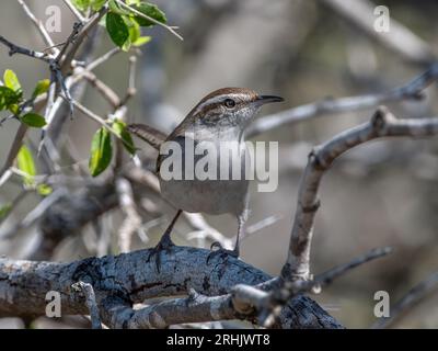 Una graziosa Bewick's Wren esce da un boschetto texano per appollaiarsi su un ramo aperto, curioso di sapere chi sia il fotografo. Foto Stock