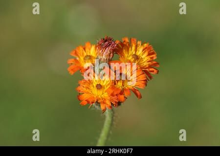 Fiori di arancio (Pilosella aurantiaca) in un giardino olandese. Famiglia delle Asteraceae, Compositae. Estate, agosto, Paesi Bassi Foto Stock