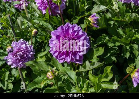 La dahlia (nome, Lila Pauline) nel giardino dahlia Baden vicino al vicolo lichtentaler. Baden Baden, Baden Württemberg, Germania Foto Stock