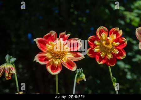 Il dahlia (nome, armonia Hapet) nel giardino dahlia Baden vicino al vicolo lichtentaler. Baden Baden, Baden Württemberg, Germania Foto Stock
