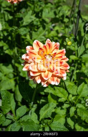Il dahlia (nome, armonia Hapet) nel giardino dahlia Baden vicino al vicolo lichtentaler. Baden Baden, Baden Württemberg, Germania Foto Stock