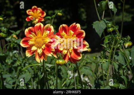 Il dahlia (nome, armonia Hapet) nel giardino dahlia Baden vicino al vicolo lichtentaler. Baden Baden, Baden Württemberg, Germania Foto Stock