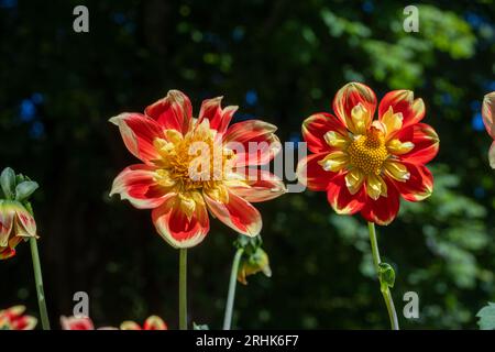Il dahlia (nome, armonia Hapet) nel giardino dahlia Baden vicino al vicolo lichtentaler. Baden Baden, Baden Württemberg, Germania Foto Stock