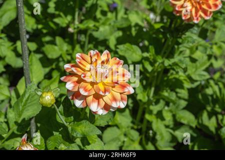 Il dahlia (nome, armonia Hapet) nel giardino dahlia Baden vicino al vicolo lichtentaler. Baden Baden, Baden Württemberg, Germania Foto Stock