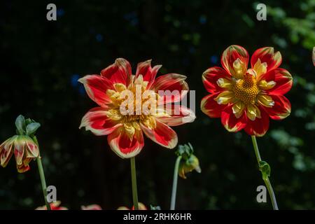 Il dahlia (nome, armonia Hapet) nel giardino dahlia Baden vicino al vicolo lichtentaler. Baden Baden, Baden Württemberg, Germania Foto Stock