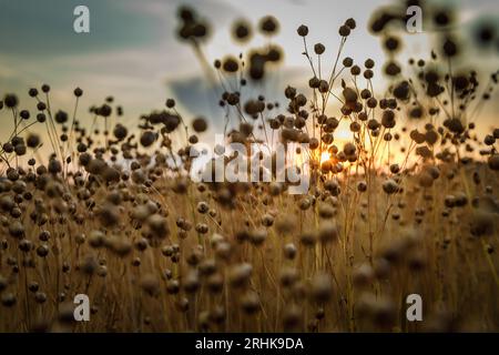 Dettaglio dei semi di lino sul campo durante il tramonto in Austria. Foto Stock