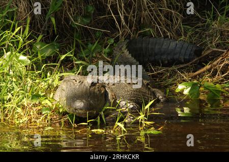 Un alligatore americano (Alligator mississippiensis) si prende il sole in una palude sulla St. Johns River nella Lake County, Florida. Foto Stock