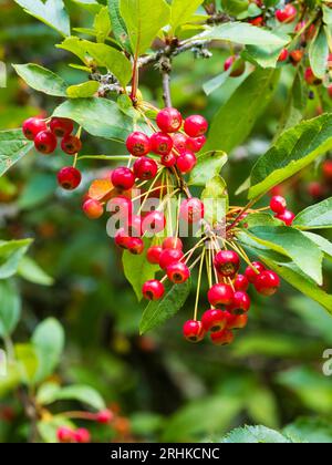 Bacche rosse autunnali del robusto e ingannevole piccolo albero da giardino, Crataegus laevigata 'Scarlet di Paolo' Foto Stock