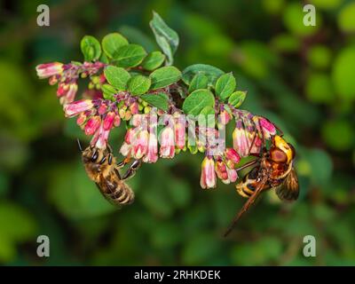 Calabrone femminile imita la mosca hoverfly britannica, Volucella zonaria, che si nutre di api mellifera, con fiori di bacche da neve Foto Stock