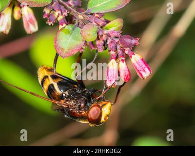 Calabrone femminile imita UK hoverfly, Volucella zonaria, sui fiori di lampone, Symphoricarpus albus Foto Stock