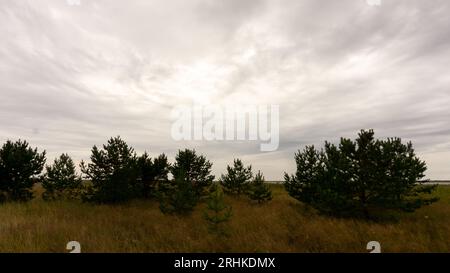 Cespugli e piccoli alberi di abete nella palude settentrionale. Foto Stock