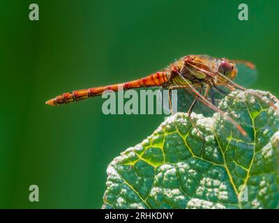 Retroilluminato rosso corpo adulto comune darter dragonfly, Sympetrum striolatum, arroccato su una foglia di Gunnera manicata Foto Stock