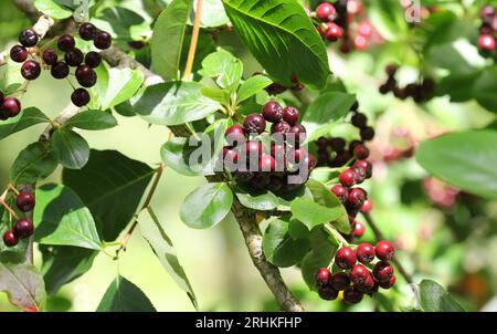 Le bacche rosse di Aronia, Chokeberry Foto Stock