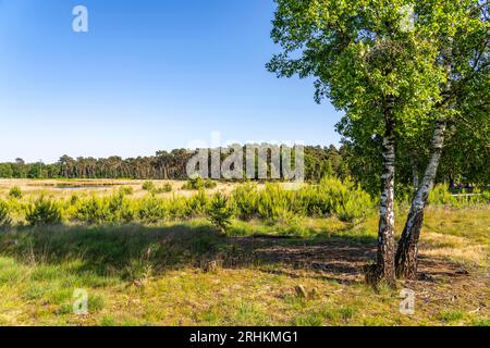 Diersfordter Wald, a nord di Wesel, parco naturale con foreste di querce e faggi, dune di sabbia glaciale, brughiera, NRW, Germania Foto Stock