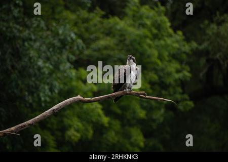 Giovani falchi pescatori (Pandion haliaetus) arroccati su un ramo sotto la pioggia che domina le acque del lago Ontario, a caccia di pesci Foto Stock