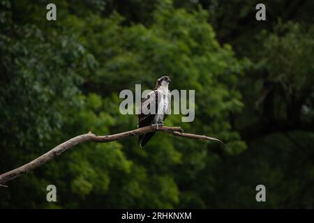 Giovani falchi pescatori (Pandion haliaetus) arroccati su un ramo sotto la pioggia che domina le acque del lago Ontario, a caccia di pesci Foto Stock