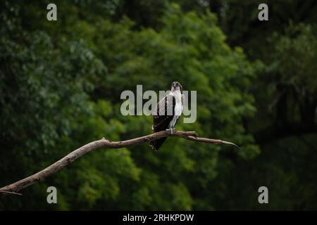 Giovani falchi pescatori (Pandion haliaetus) arroccati su un ramo sotto la pioggia che domina le acque del lago Ontario, a caccia di pesci Foto Stock