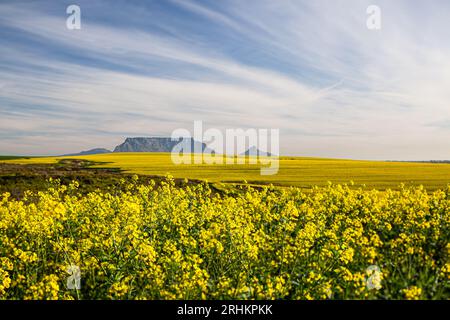 Fotografa il paesaggio di Table Mountain con colture di canola e grano in primo piano, con splendide nuvole che viaggiano per l'agricoltura turistica di città del Capo Foto Stock