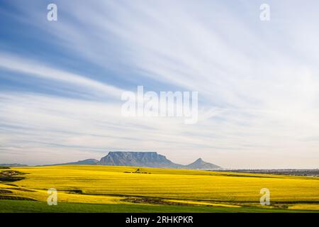 Fotografa il paesaggio di Table Mountain con colture di canola e grano in primo piano, con splendide nuvole che viaggiano per l'agricoltura turistica di città del Capo Foto Stock