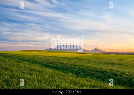 Fotografa il paesaggio di Table Mountain con colture di canola e grano in primo piano, con splendide nuvole che viaggiano per l'agricoltura turistica di città del Capo Foto Stock