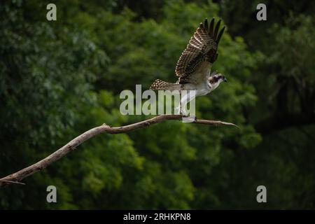 Il giovane falco pescatore (Pandion haliaetus) decolla in volo da una diramazione all'aperto in Ontario, Canada Foto Stock