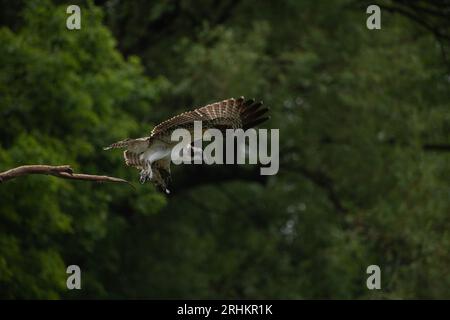 Il giovane falco pescatore (Pandion haliaetus) decolla in volo da una diramazione all'aperto in Ontario, Canada Foto Stock