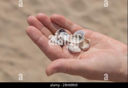 Primo piano di conchiglie nella mano di una donna sulla spiaggia Foto Stock