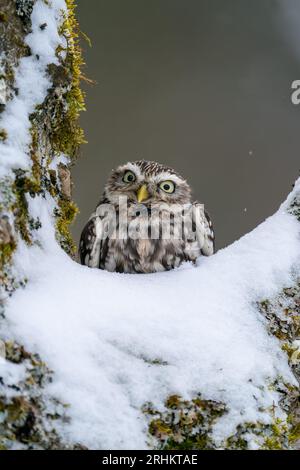 Gufo seduto nella cavità di un albero nevoso. Foto Stock