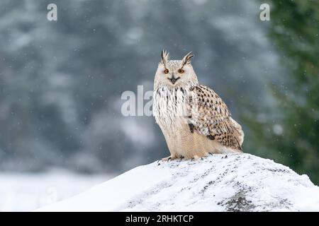 Gridare il gufo siberiano che vola da destra a sinistra. Foto ravvicinata del gufo con le ali sparse. Tema invernale con animali. Bubo bubo sibircus. Foto Stock