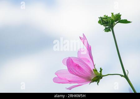 Delicato fiore rosa Malva alcea. Coltivare piante ornamentali in giardino di casa. Sfondo naturale estivo. Foto Stock