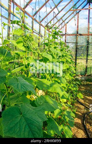 Coltivare cetrioli in serra. Germogli verdi. Agricoltura e agricoltura. Stile di vita ecologico e sostenibilità. Foto Stock