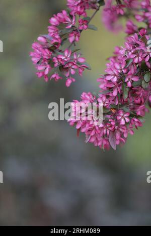 Un ramo di un melo decorativo fiorito con bellissimi fiori rosa su sfondo verde sfocato. Alberi da frutto in fiore in primavera. Foto Stock