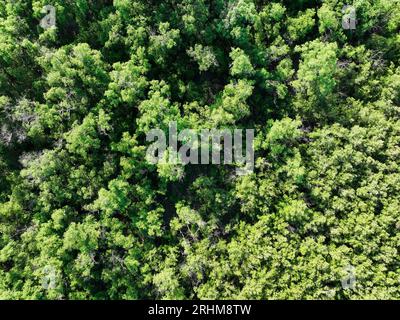 Vista aerea dall'alto della foresta di mangrovie. Vista drone di fitti alberi di mangrovie verdi cattura CO2. Verde alberi sfondo per la neutralità del carbonio e zero netto Foto Stock