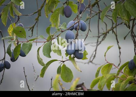 Prugna con i suoi rami pesantemente carichi di prugne blu mature Foto Stock